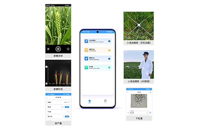 清远市小麦亩穗数分析仪IN-XM02