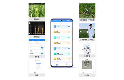 清远市小麦表型测量仪IN-XM05